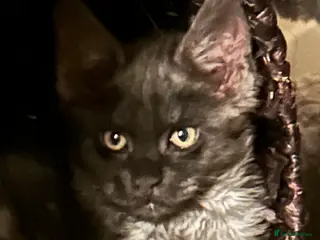 Maine Coon cats 4 BEAUTIFUL MAINECOON RUSSIAN LINE KITTENS LEFT - Advert 18