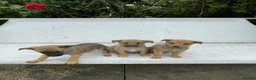 Mixed Breed dogs for sale: Adorable Litter of 9 Border collies - Advert 3