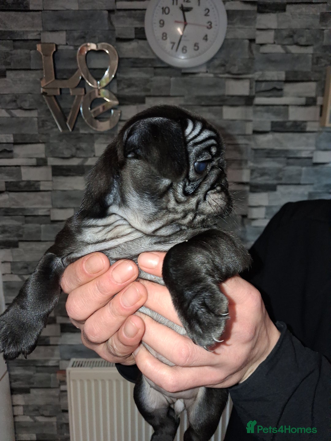 Pug dogs for sale: 5 adorable pug puppies for sale  - Advert 35