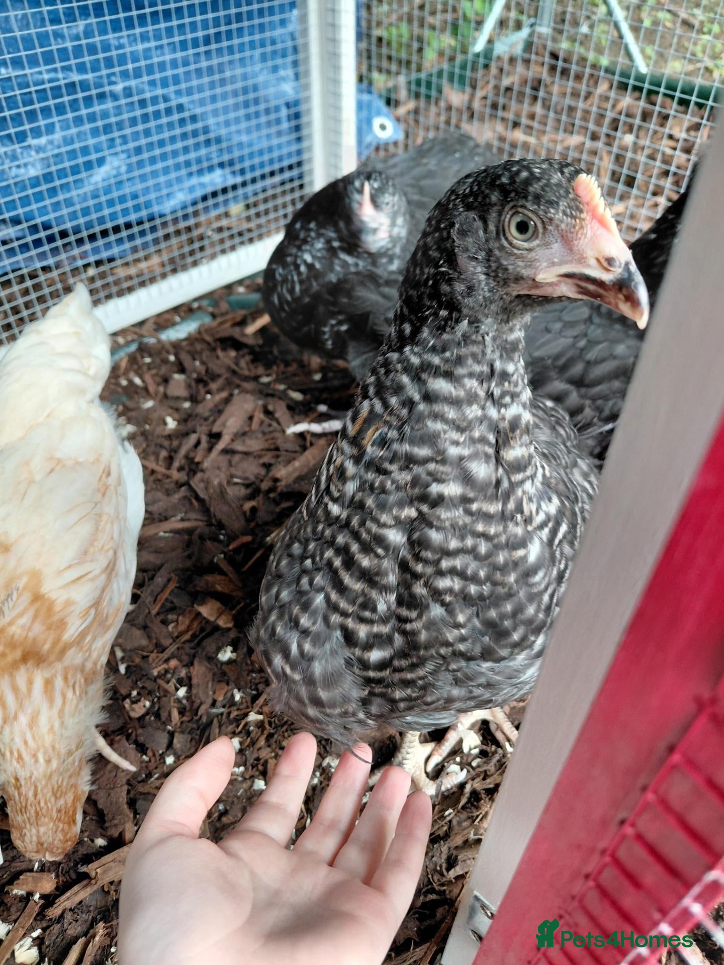 Chickens poultry for sale: 2 chickens  - Advert 5
