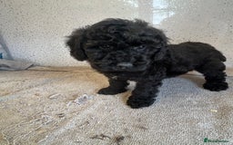 Shihpoo dogs for sale: Stunning shihpoo puppies - Image 7