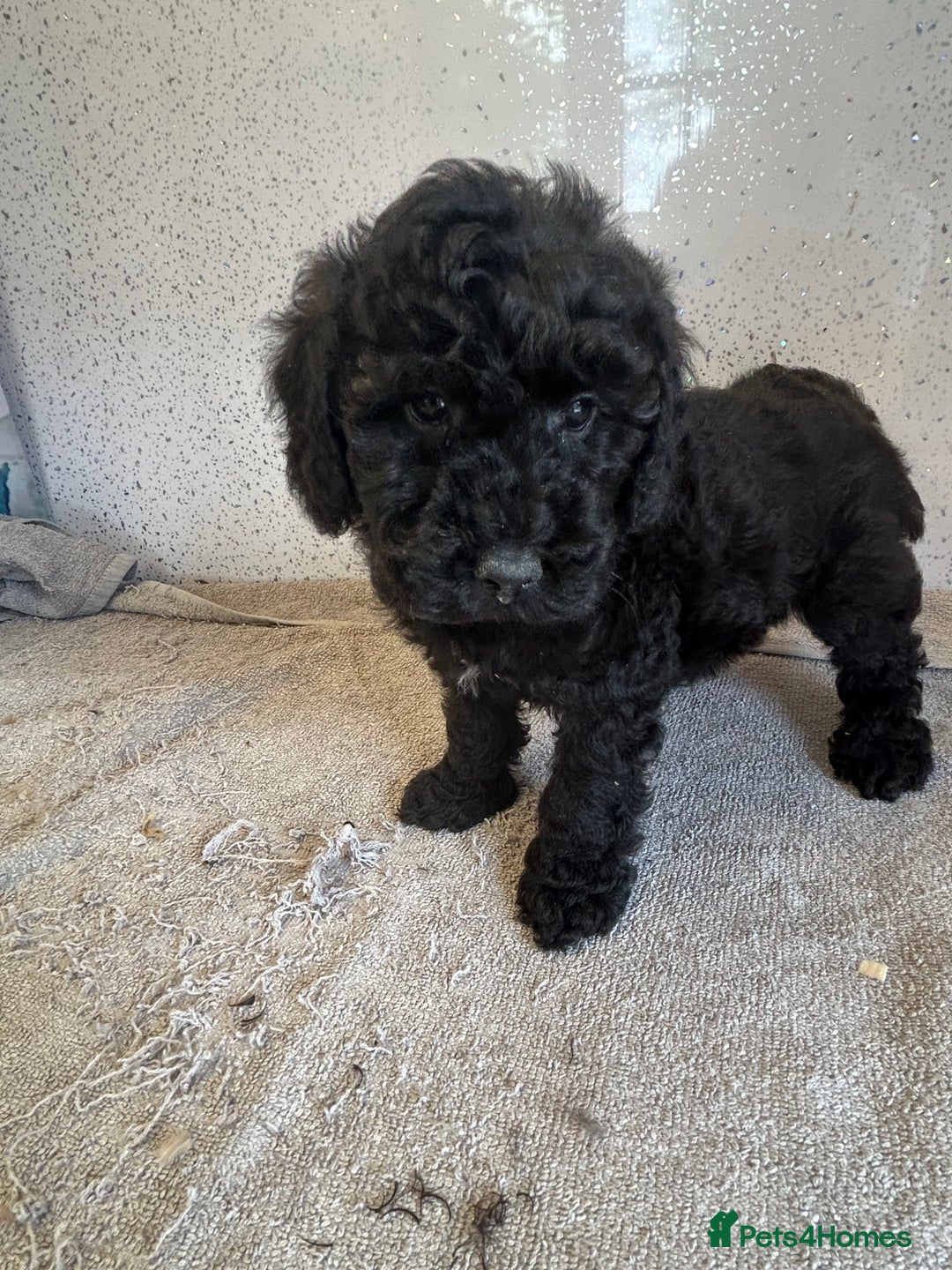 Shihpoo dogs for sale: Stunning shihpoo puppies - Image 7