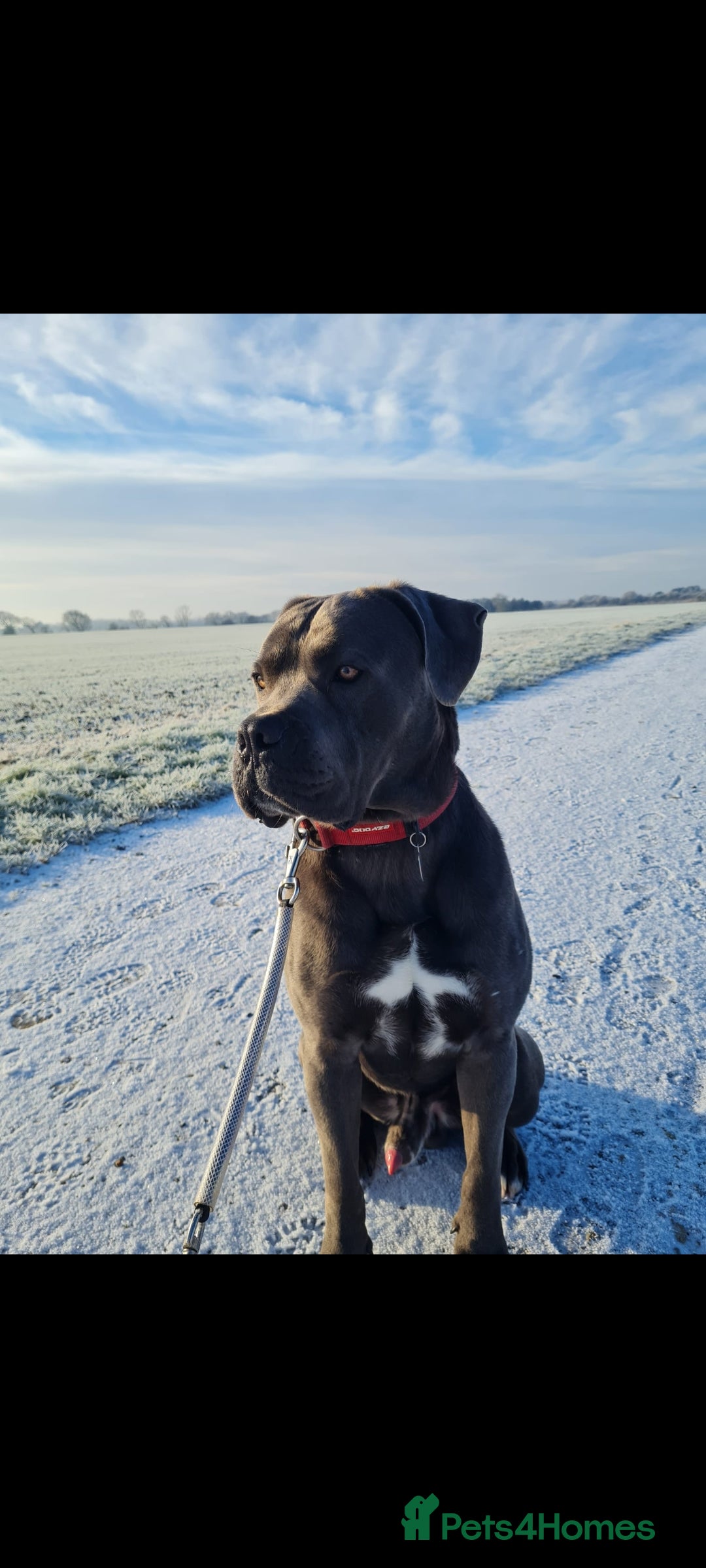 Cane Corso dogs for sale: Cane Corso pups for sale  - Advert 6
