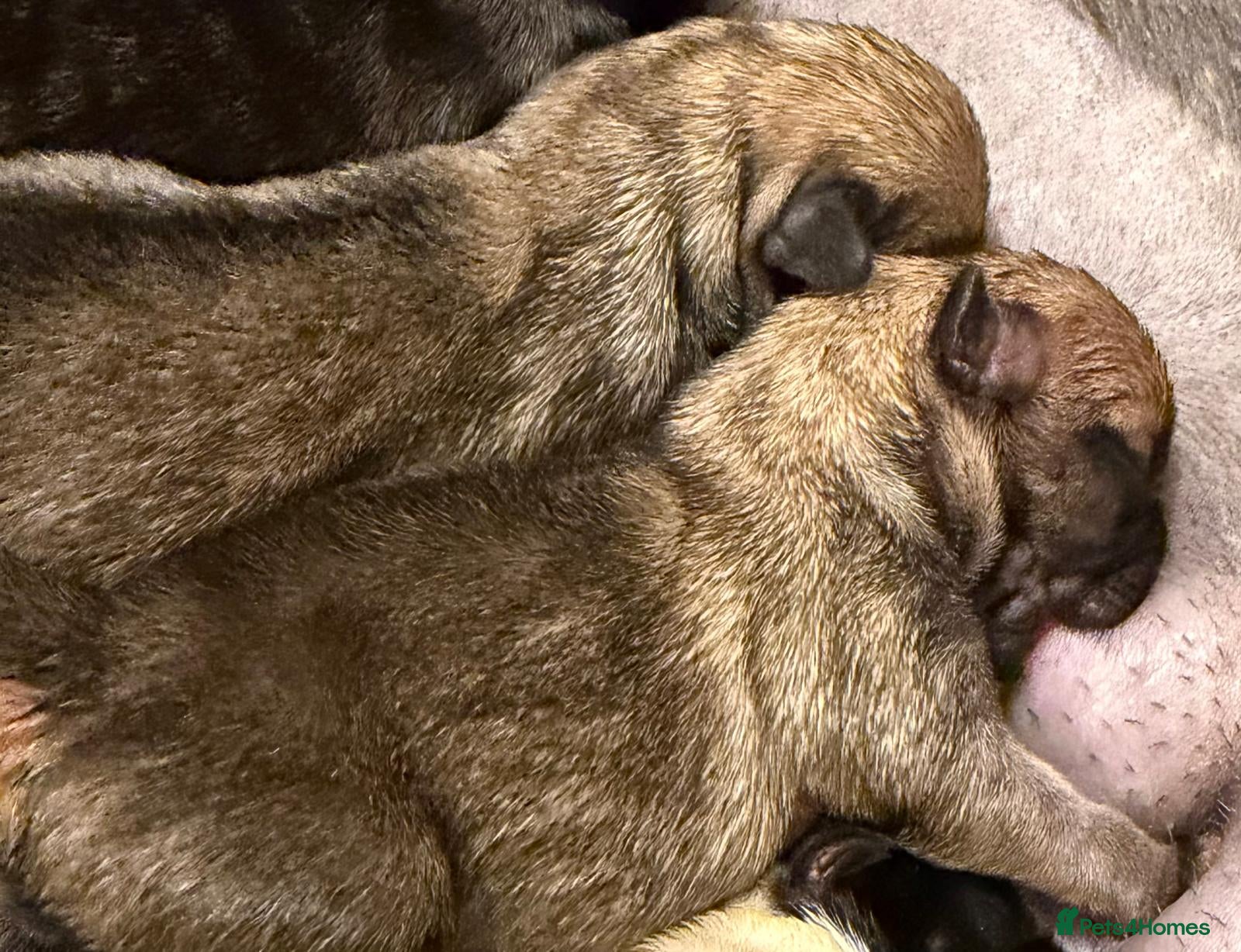 Mixed Breed dogs French bulldog Cross with Terrier shih tzu puppies - Advert 4