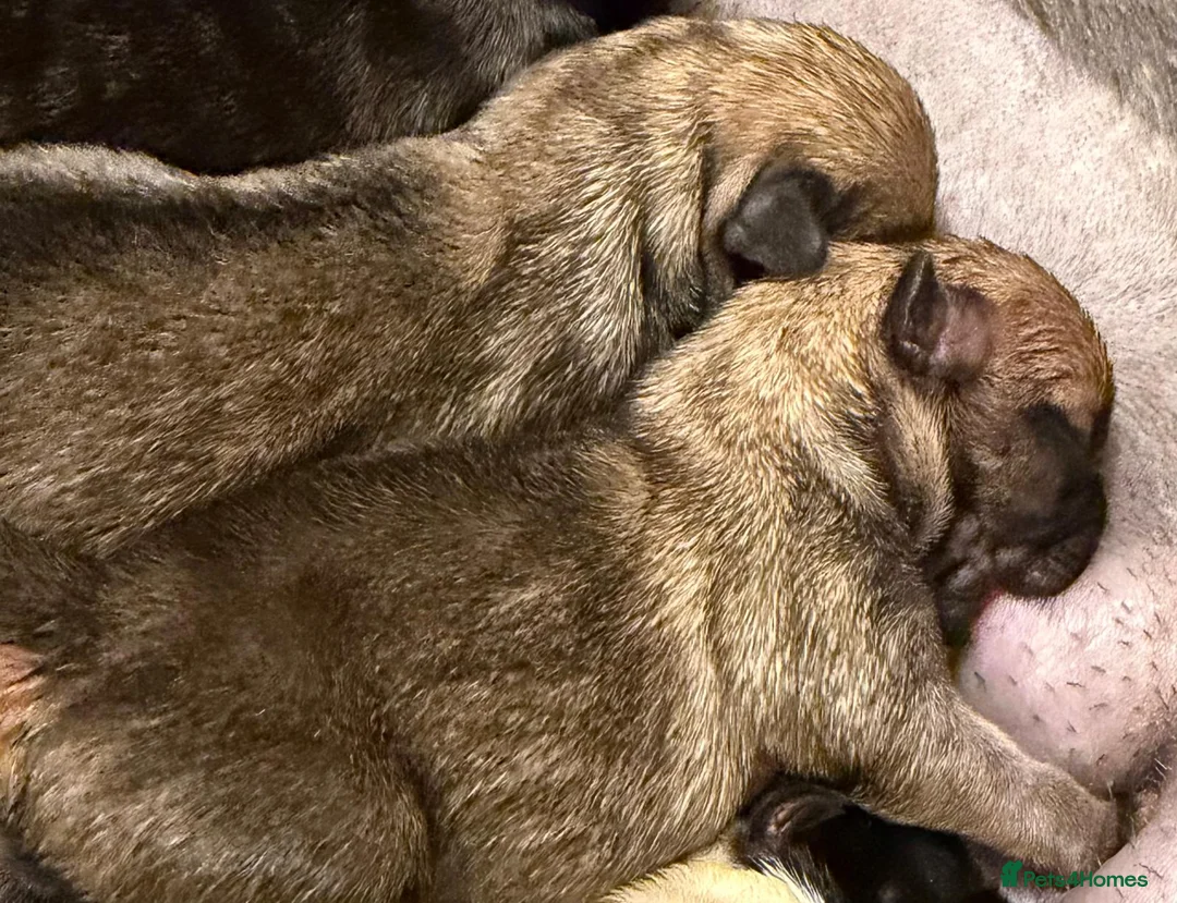 Mixed Breed dogs for sale: French bulldog Cross with Terrier shih tzu puppies - Advert 1
