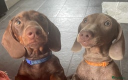 Miniature Dachshund dogs for sale: Pra clear mini dachshund pups - Image 2