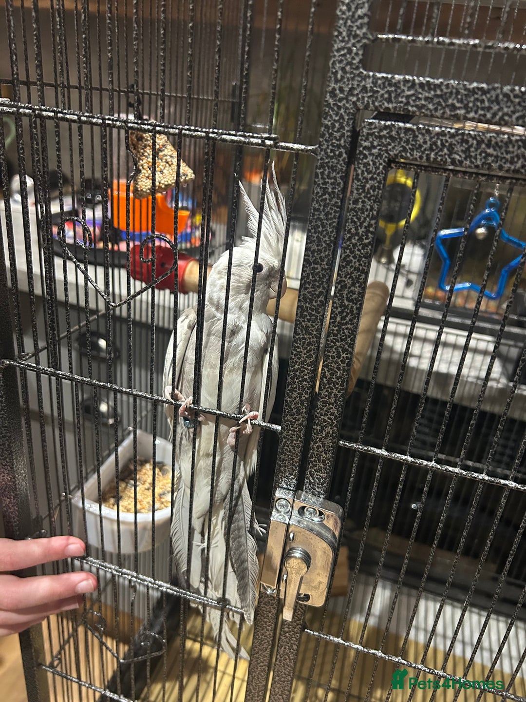 Cockatiels birds for sale: Beautiful, vocal baby cockatiel male - Image 3