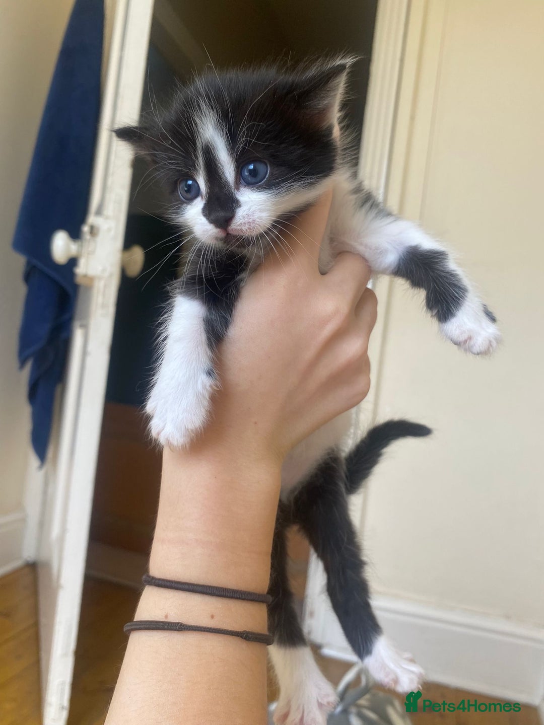 Domestic Shorthair cats for sale: Domestic kittens  - Image 9