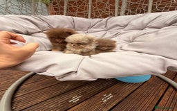 Pomeranian dogs for sale: Super Quite teddy bear Pomeranians puppy’s  - Image 1