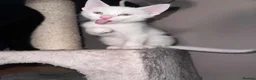 Domestic Shorthair cats for sale: White Kitten for Potential Sale PLEASE READ - Advert 3