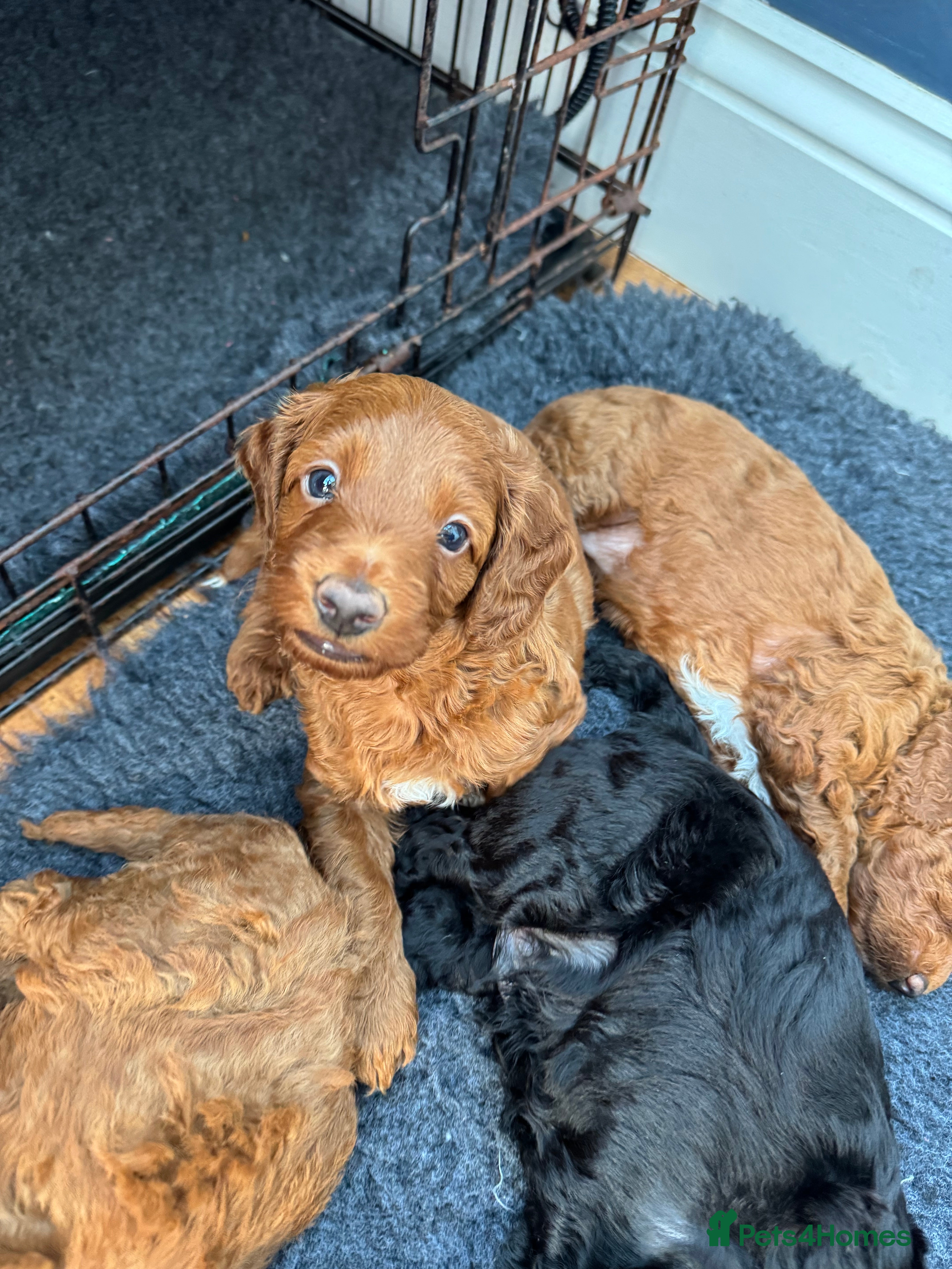 Cockapoo dogs gorgeous red boy cockapoo still available - Advert 14