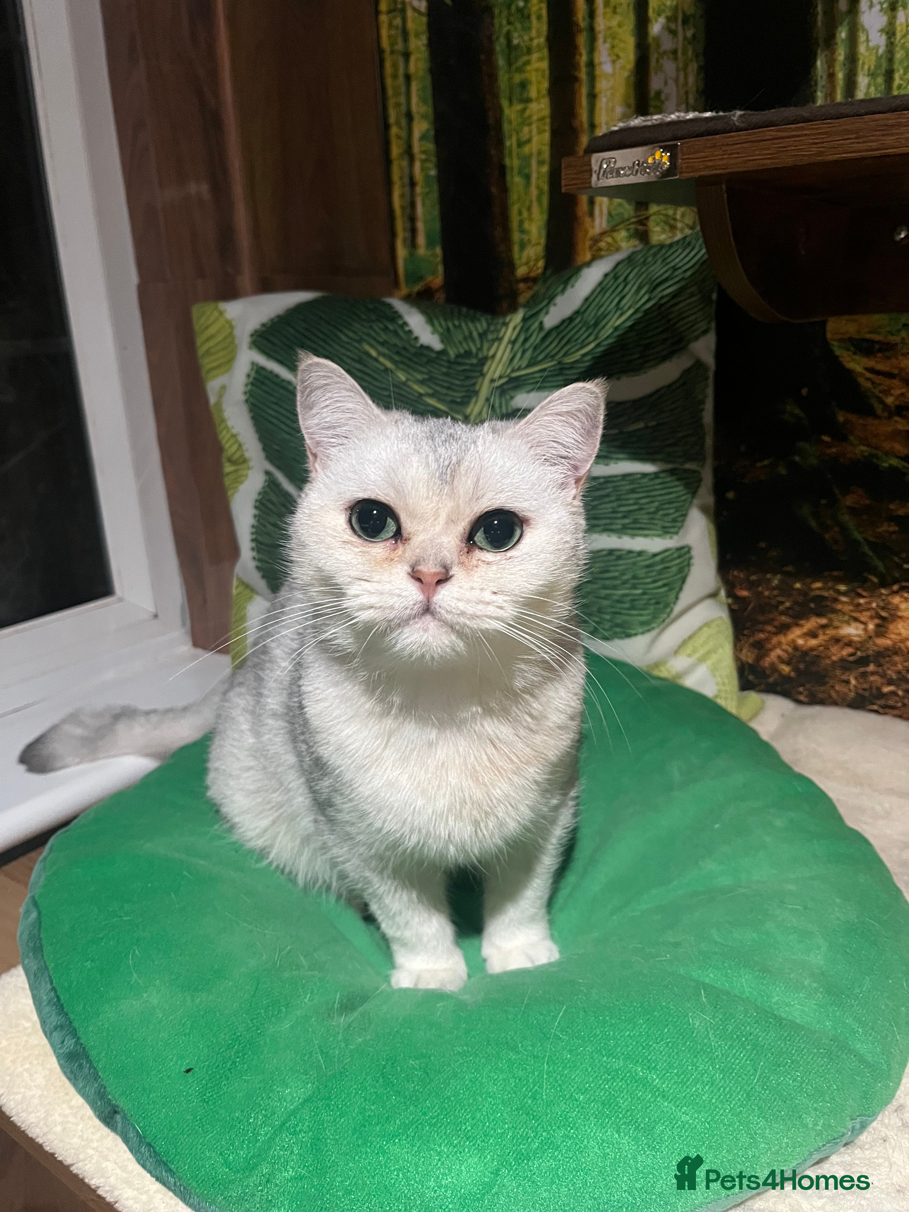 British Shorthair cats Beautiful Silver Tipped British Shorthair - Advert 1