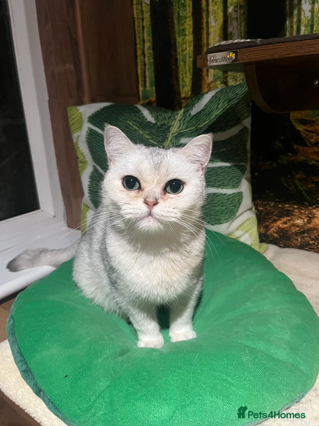British Shorthair cats for sale: Beautiful Silver Tipped British Shorthair - Advert 1