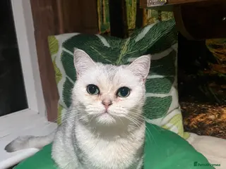 British Shorthair cats Beautiful Silver Tipped British Shorthair - Advert 2