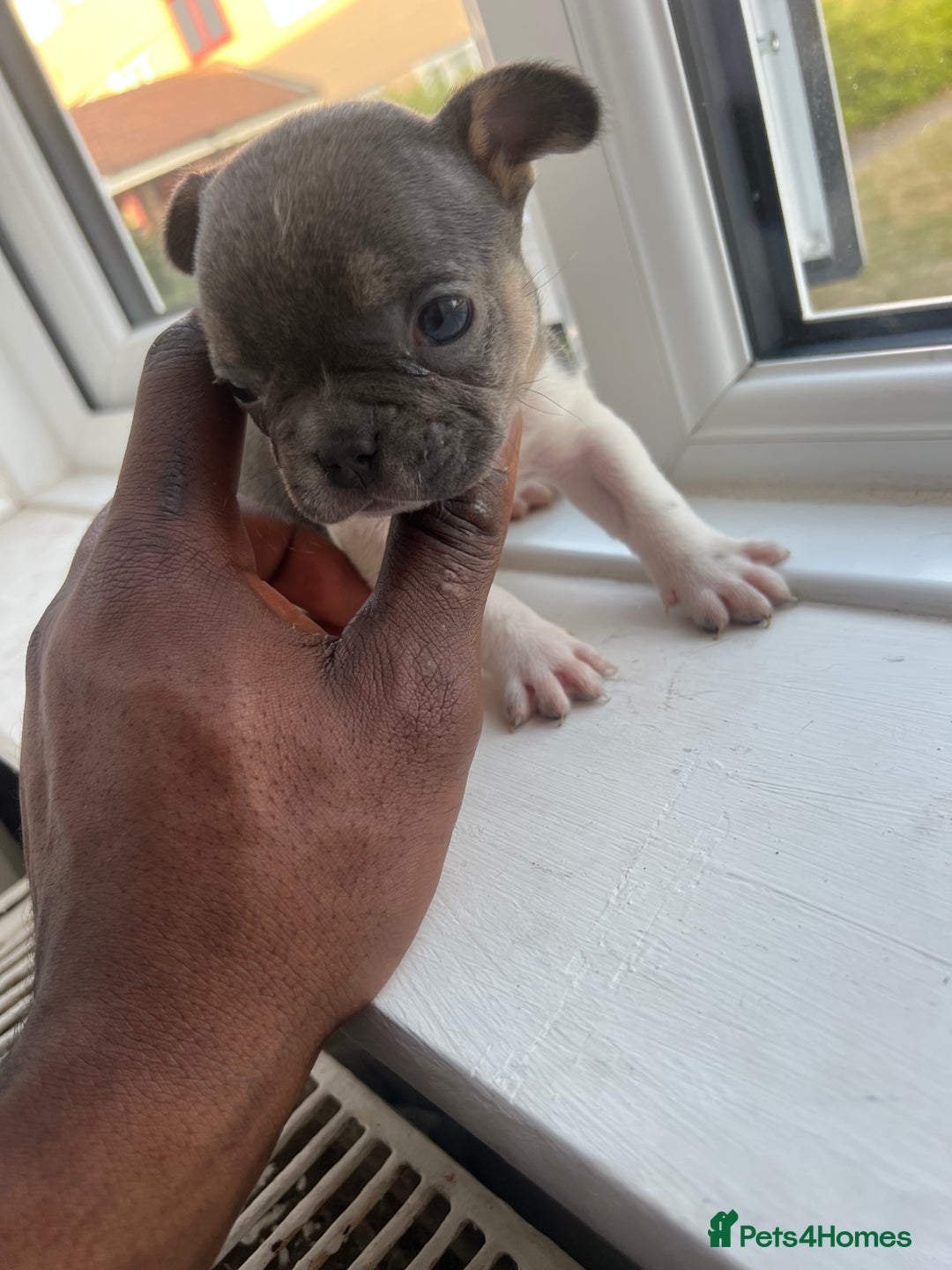 French Bulldog dogs for sale: French bulldogs - Image 2