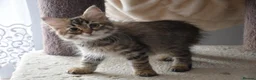 Siberian cats for sale: Siberian Kitens from Tunguska House Cattery - Advert 3