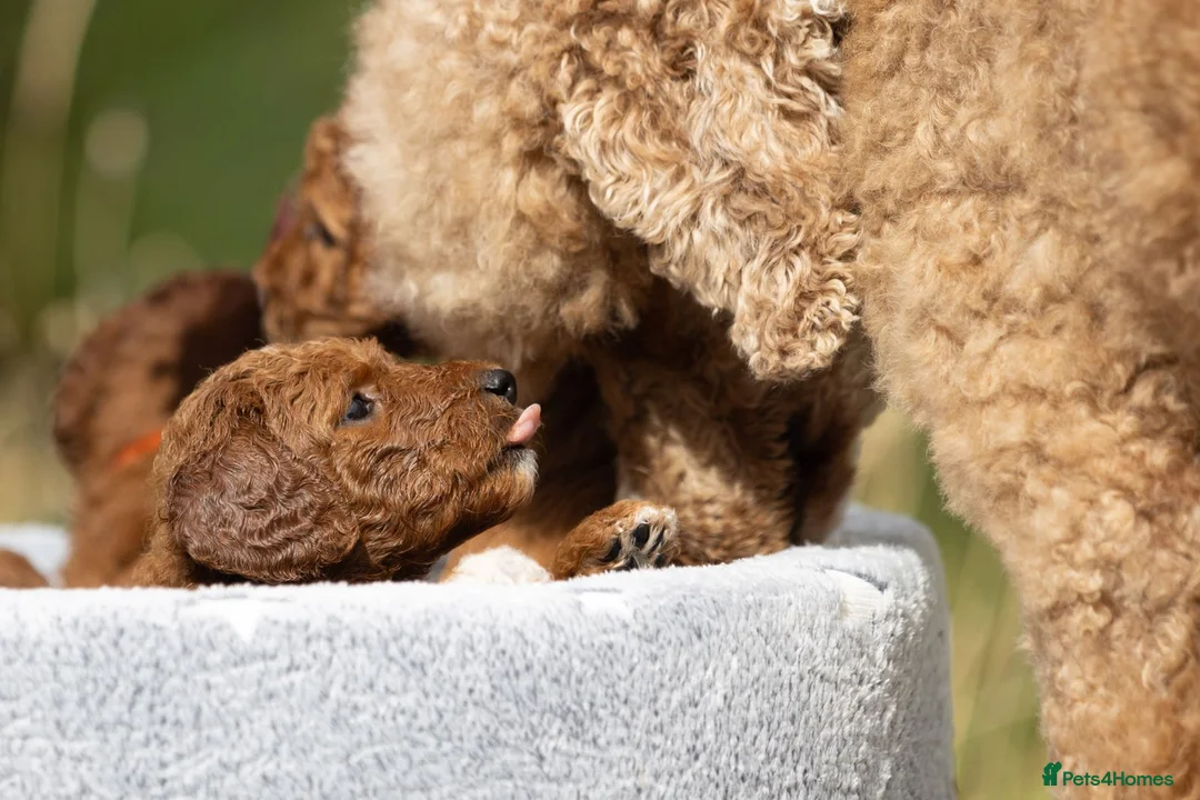 Standard Poodle dogs for sale: Red Standard Poodle Puppies Fully Health Tested - Advert 1