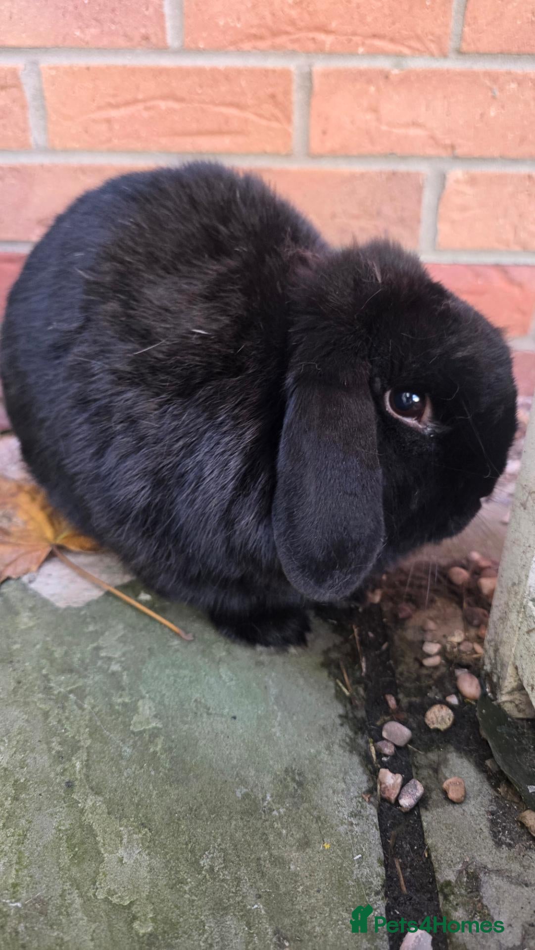 Mini Lop rabbits Beautiful mini lop mimi - Black Free - Advert 1