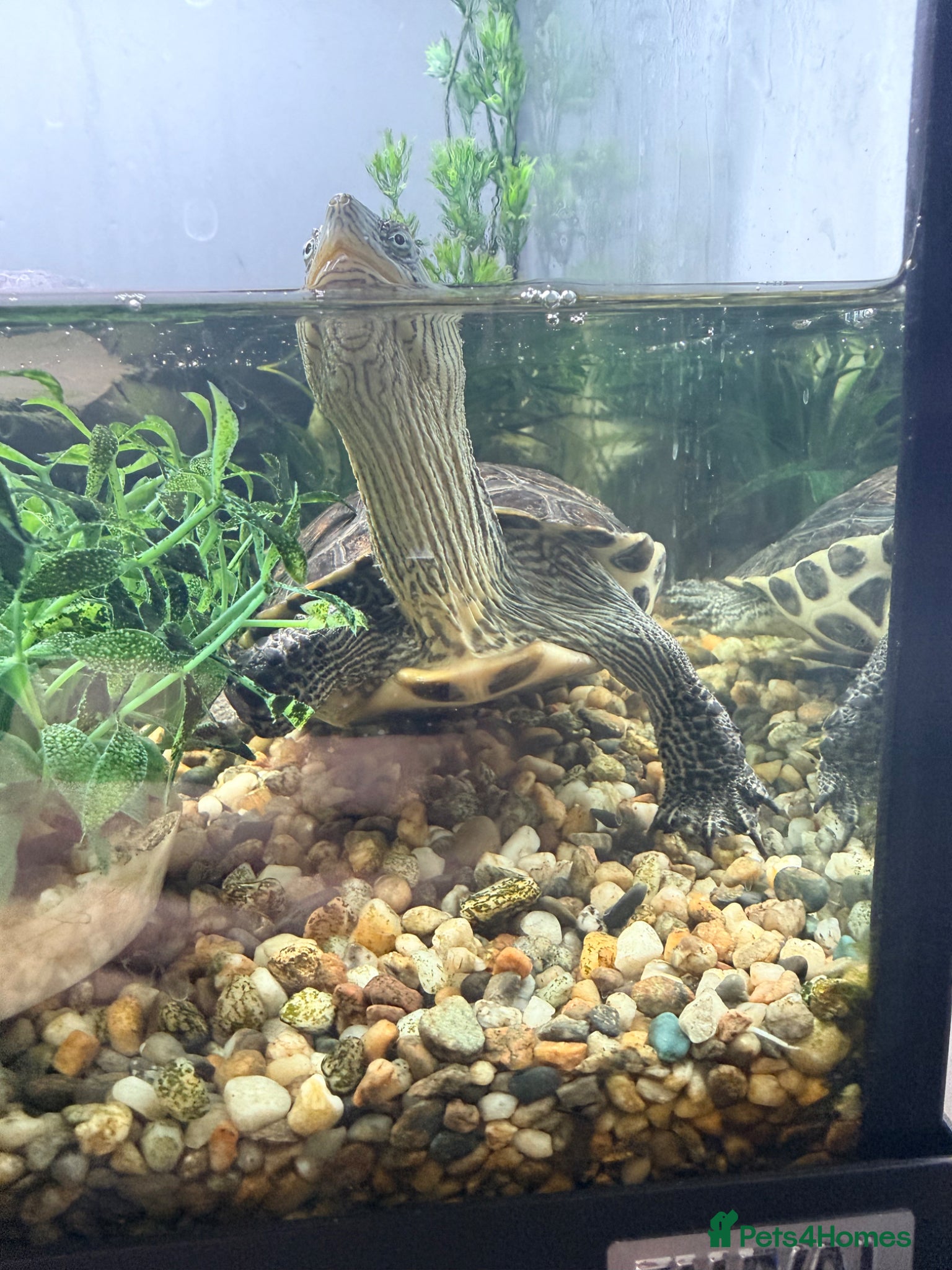 Turtle reptiles for sale: Aquatic long necked striped China  - Advert 3
