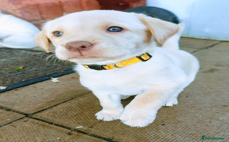 Labrador Retriever dogs Quality KC reg labs (beautiful rare blue eyes) - Advert 7