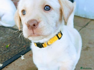Labrador Retriever dogs Quality KC reg labs (beautiful rare blue eyes) - Advert 3