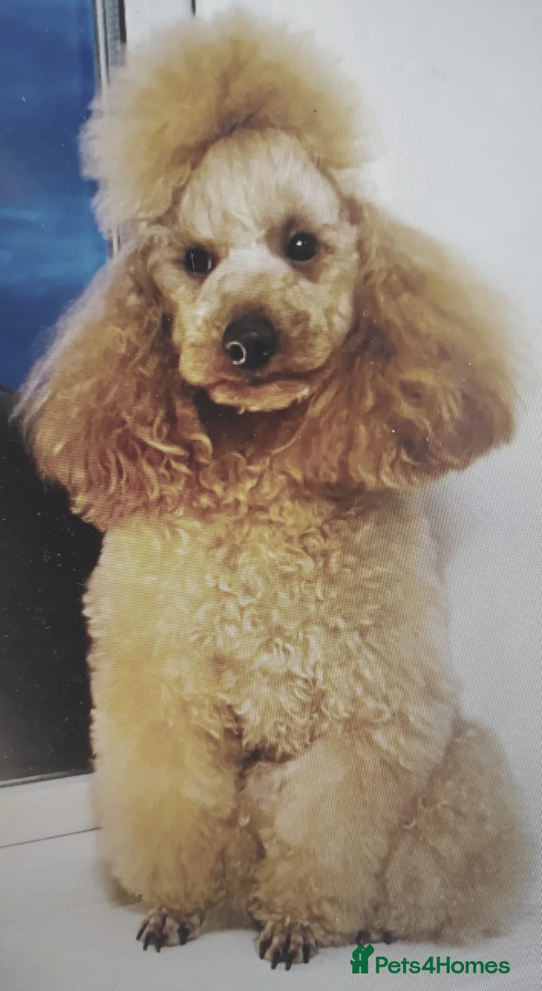 Schnoodle dogs for sale: Adorable schnoodle puppies  - Advert 2