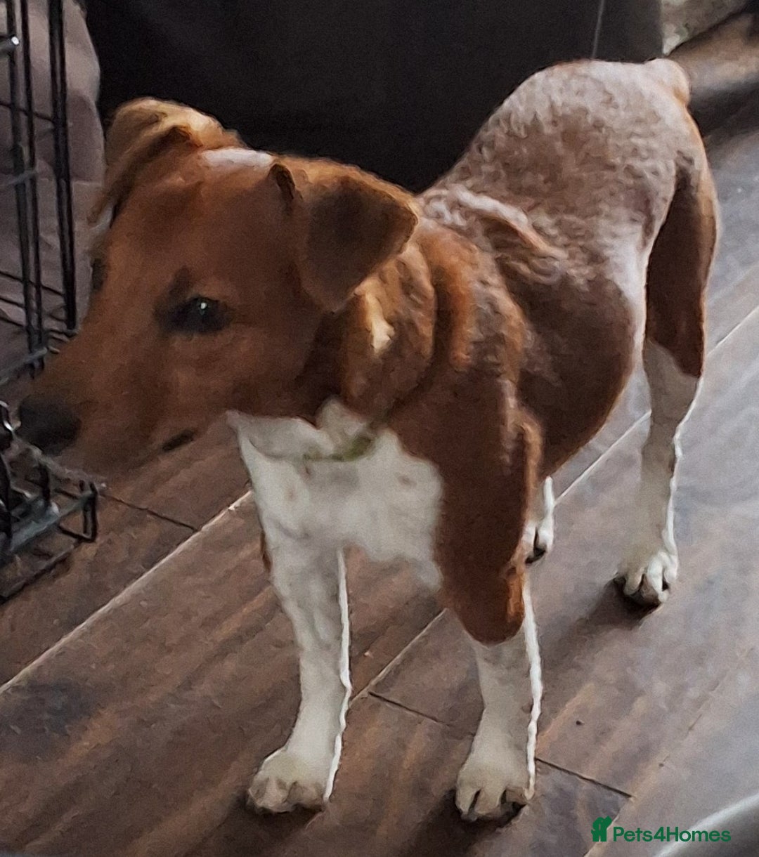 Plummer Terrier dogs for sale: Plummer Terrier - Image 5