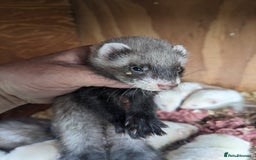 Ferret rodents for sale: Ferrets  - Image 4