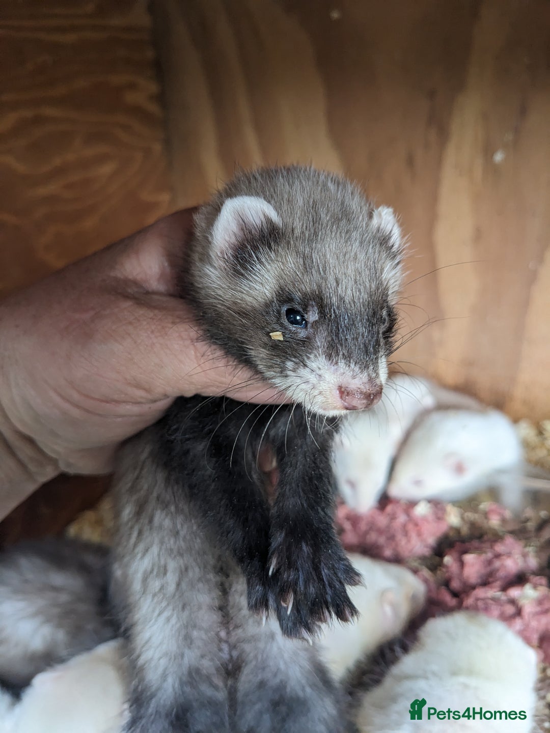 Ferret rodents for sale: Ferrets  - Image 4
