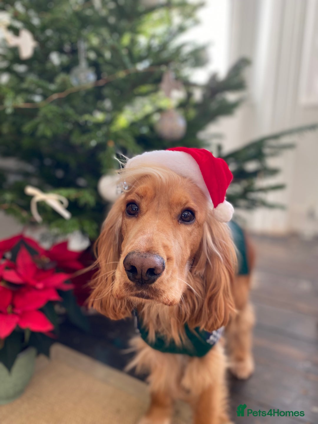 Cocker Spaniel dogs for stud: English Show Cocker Spaniel for Stud - Advert 3