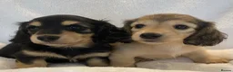 Miniature Dachshund dogs for sale: Longhair miniature dachshunds - Advert 4