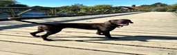 Mixed Breed dogs for sale: A great companion dog - Advert 6