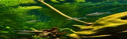 Other/Mixed Breed fish for sale: Rope Fish - Advert 3