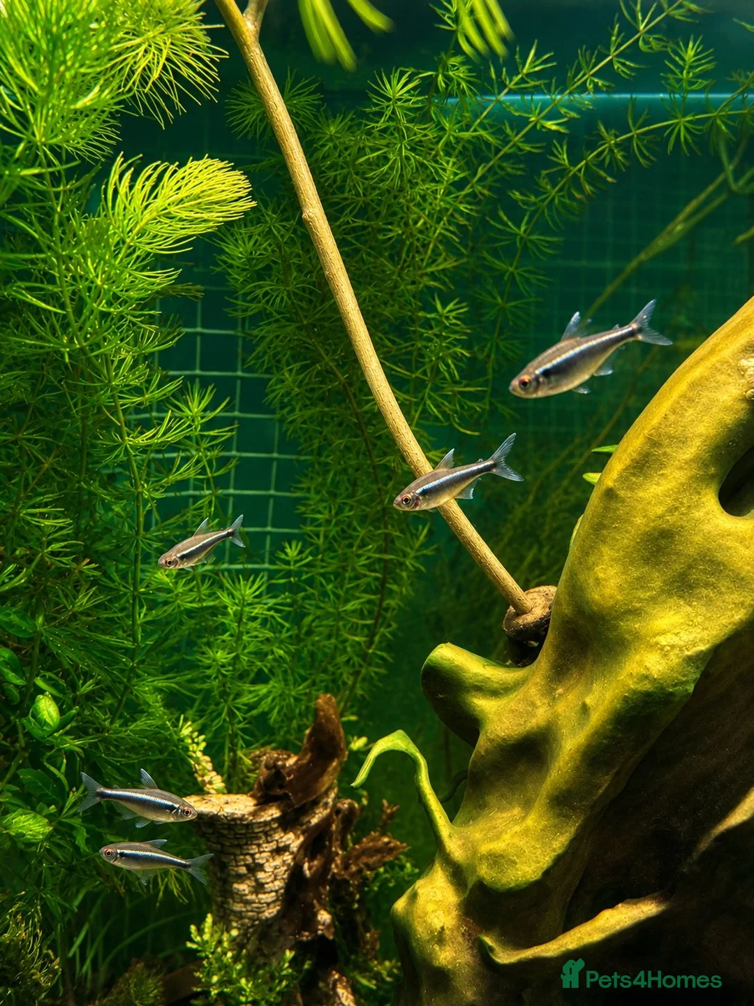 Other/Mixed Breed fish for sale: Rope Fish - Advert 3