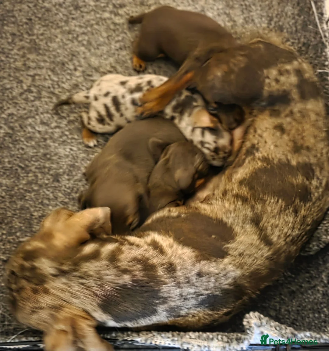 Miniature Dachshund dogs for sale: Miniature dachshund pups  - Advert 5