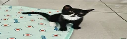 Mixed Breed cats for sale: Two adorable kittens ready for new home - Advert 6