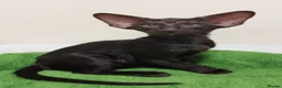 Oriental cats for sale: GCCF Registered Black Oriental Girl - Advert 2