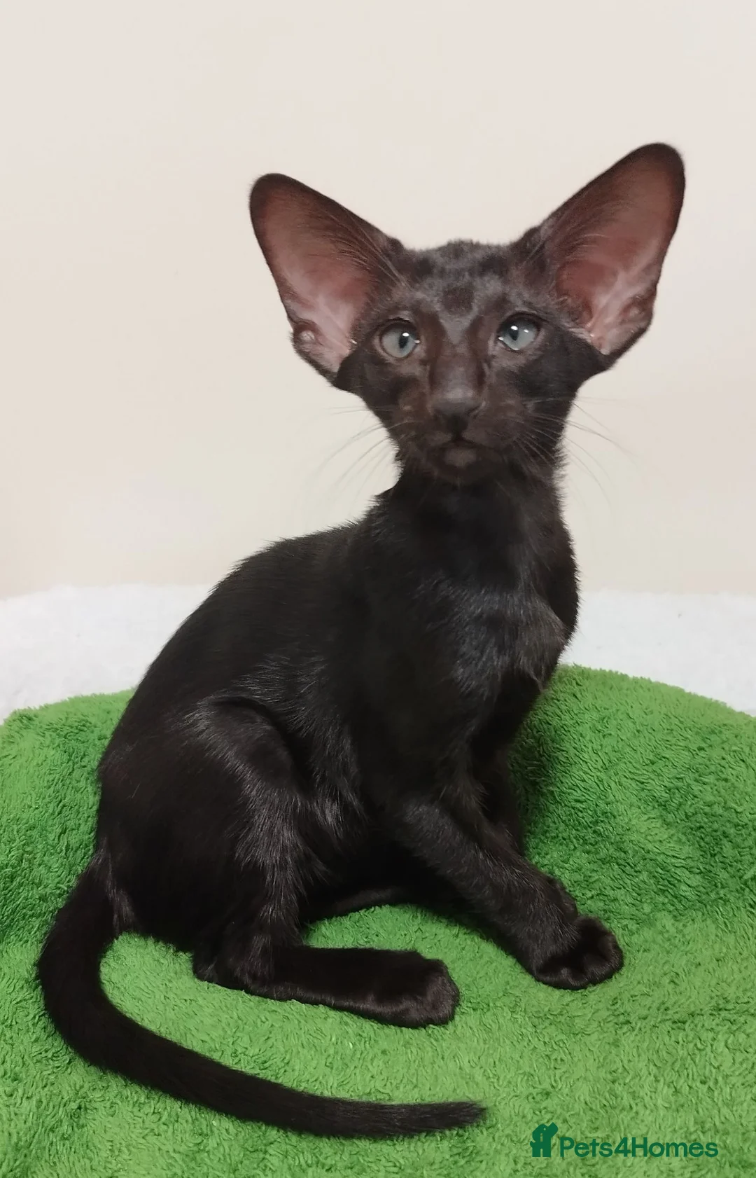 Oriental cats for sale: GCCF Registered Black Oriental Girl - Advert 2