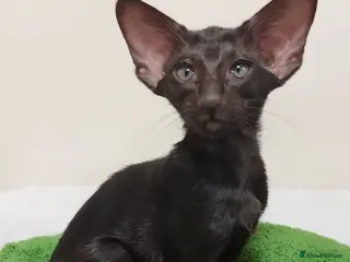 Oriental cats GCCF Registered Black Oriental Girl - Advert 1