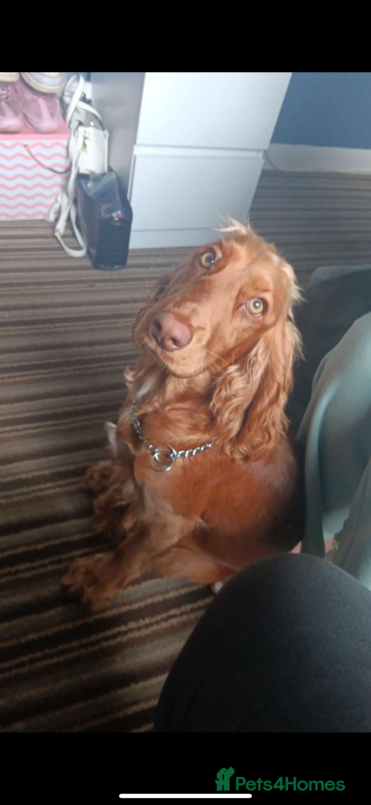 Cocker Spaniel dogs Female Show cocker spaniel  - Advert 14