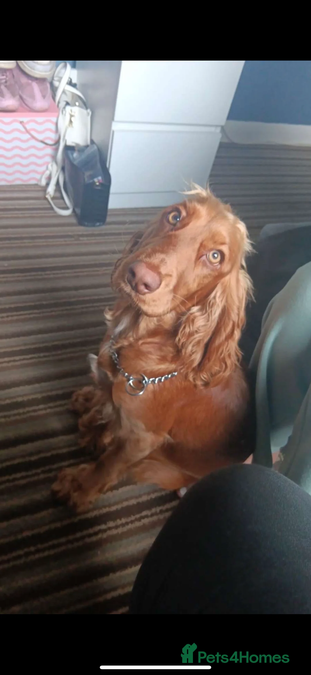 Cocker Spaniel dogs for sale: Female Show cocker spaniel  - Advert 1