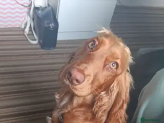 Cocker Spaniel dogs Female Show cocker spaniel - Advert 14