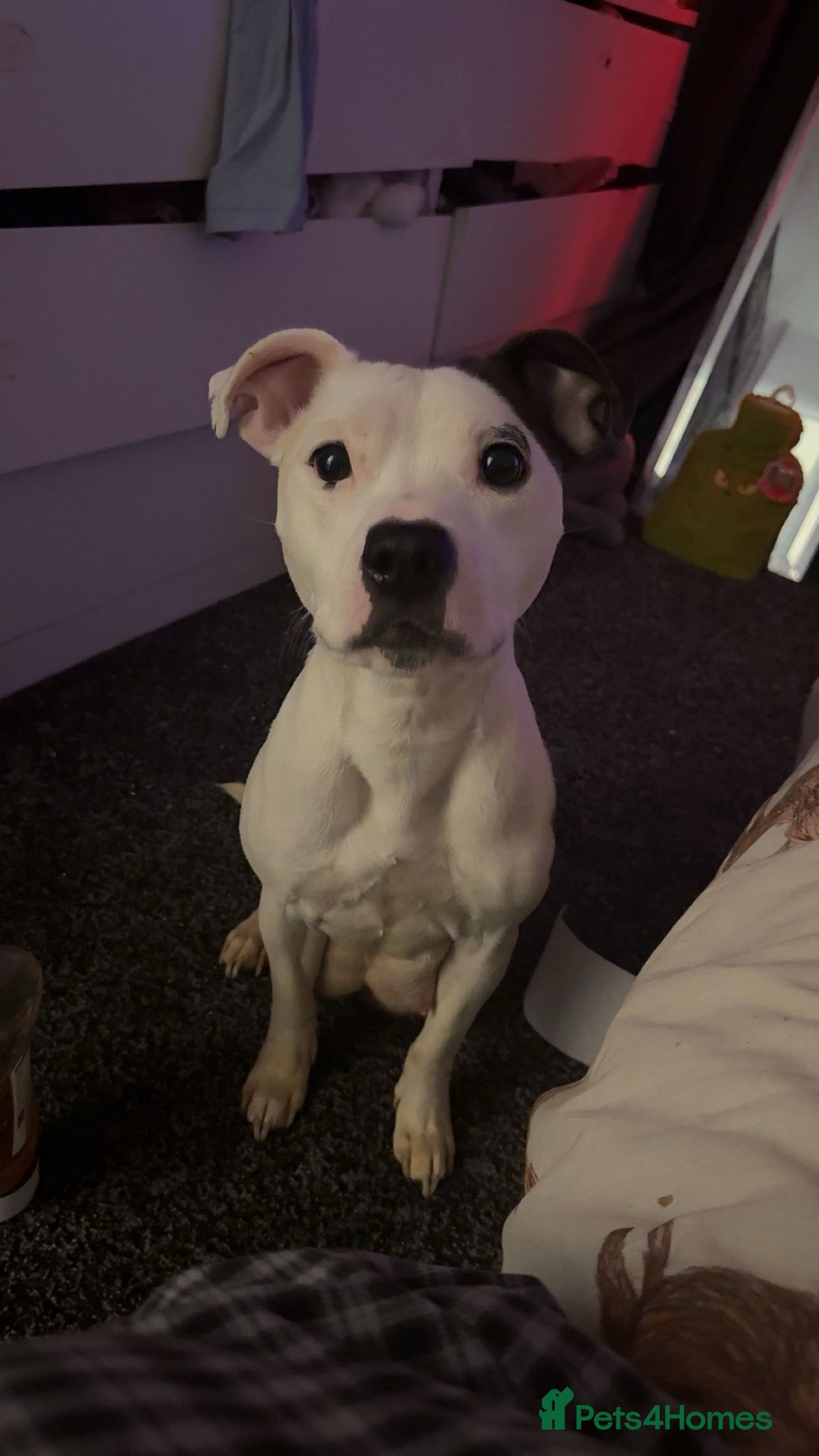 Staffordshire Bull Terrier dogs 🐾 Beautiful Staffordshire Bull Terrier Puppies🐾 - Advert 3