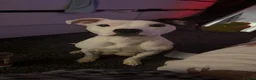 Staffordshire Bull Terrier dogs for sale: 🐾 Beautiful Staffordshire Bull Terrier Puppies🐾 - Advert 1