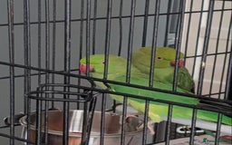 Parrots birds for sale: LOVELY PARR0TS WITH CAGE - Image 8