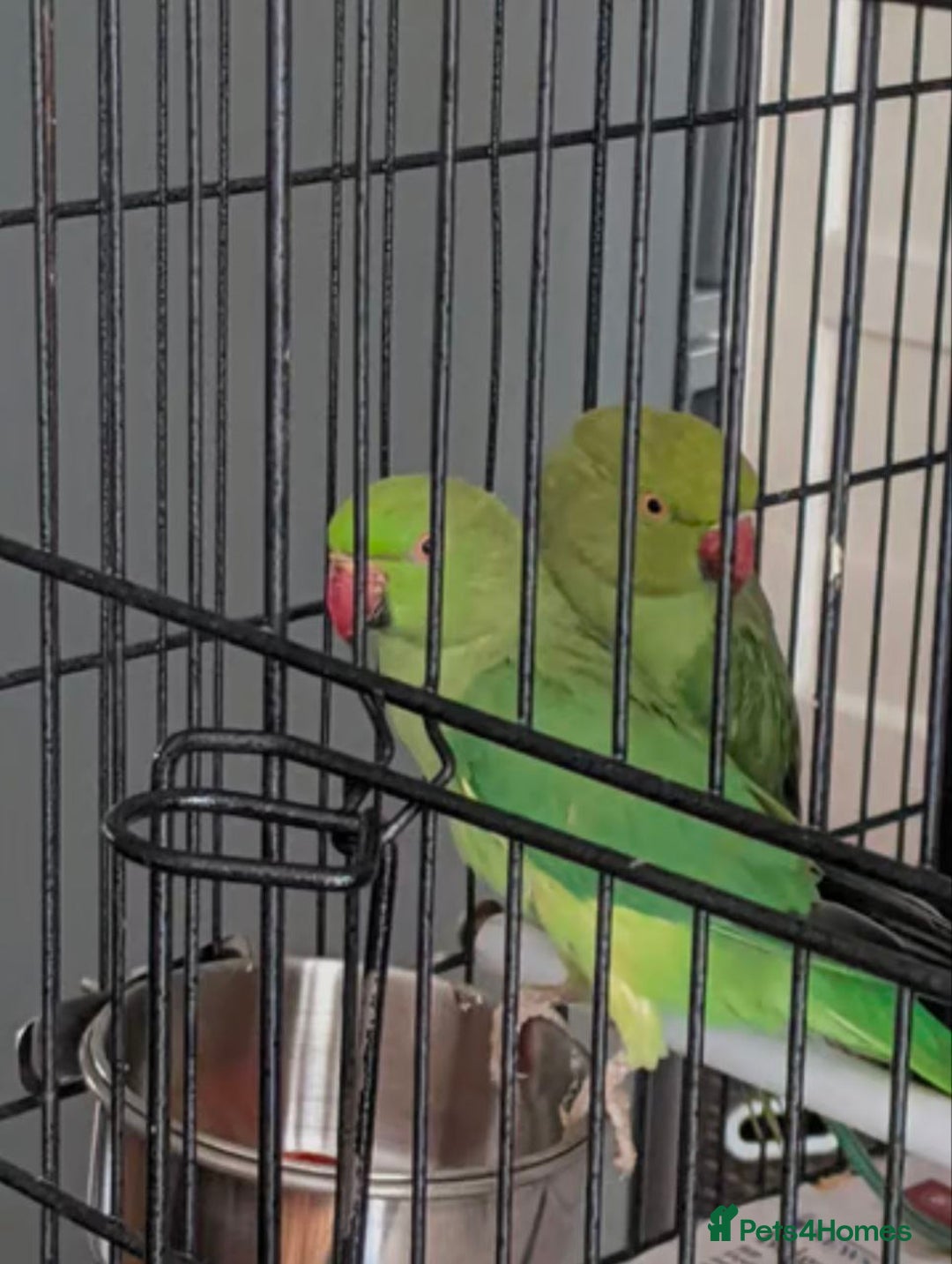 Parrots birds for sale: LOVELY PARR0TS WITH CAGE - Image 8