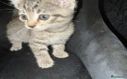 European cats for sale: 6 beautiful kitten - Image 6