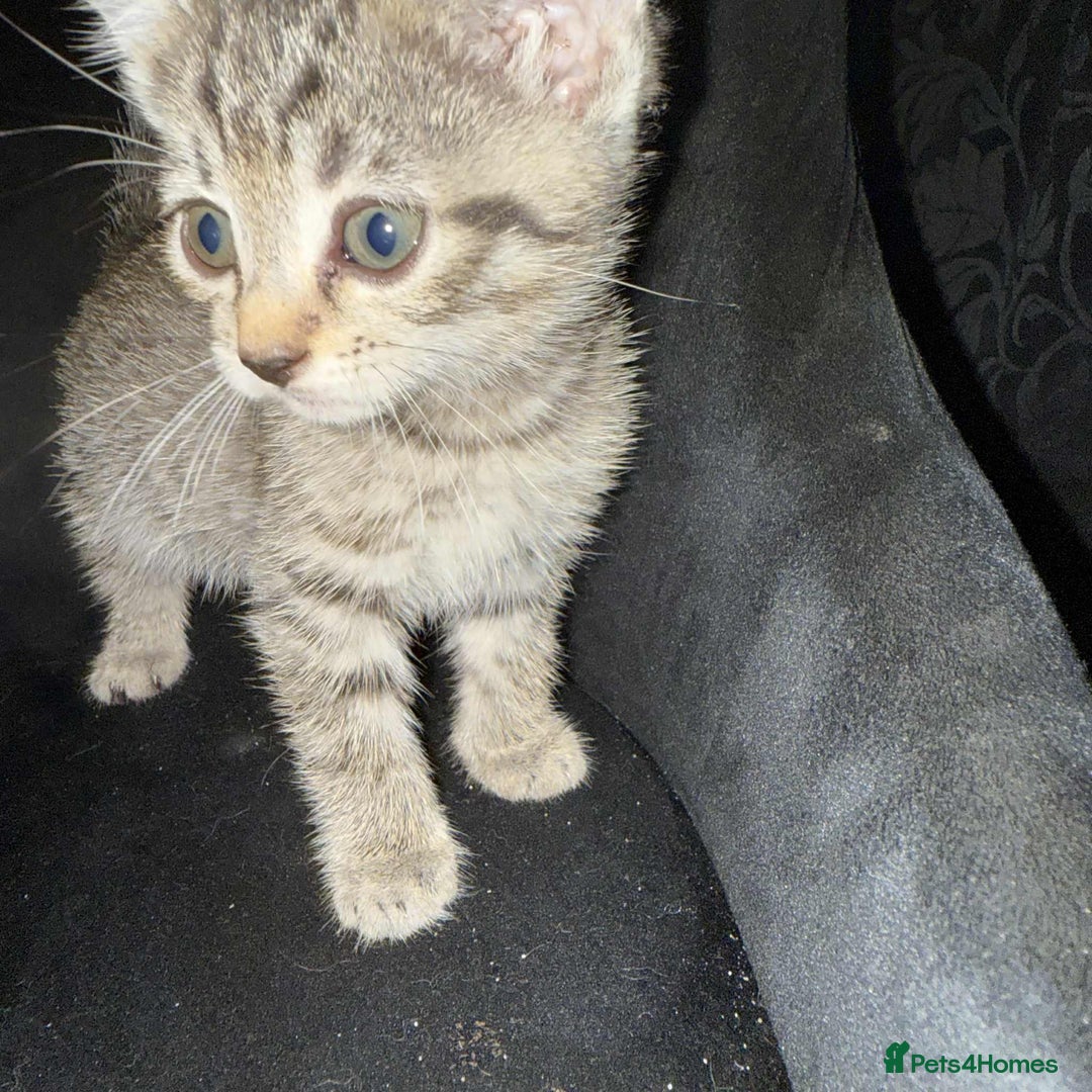 European cats for sale: 6 beautiful kitten - Image 6
