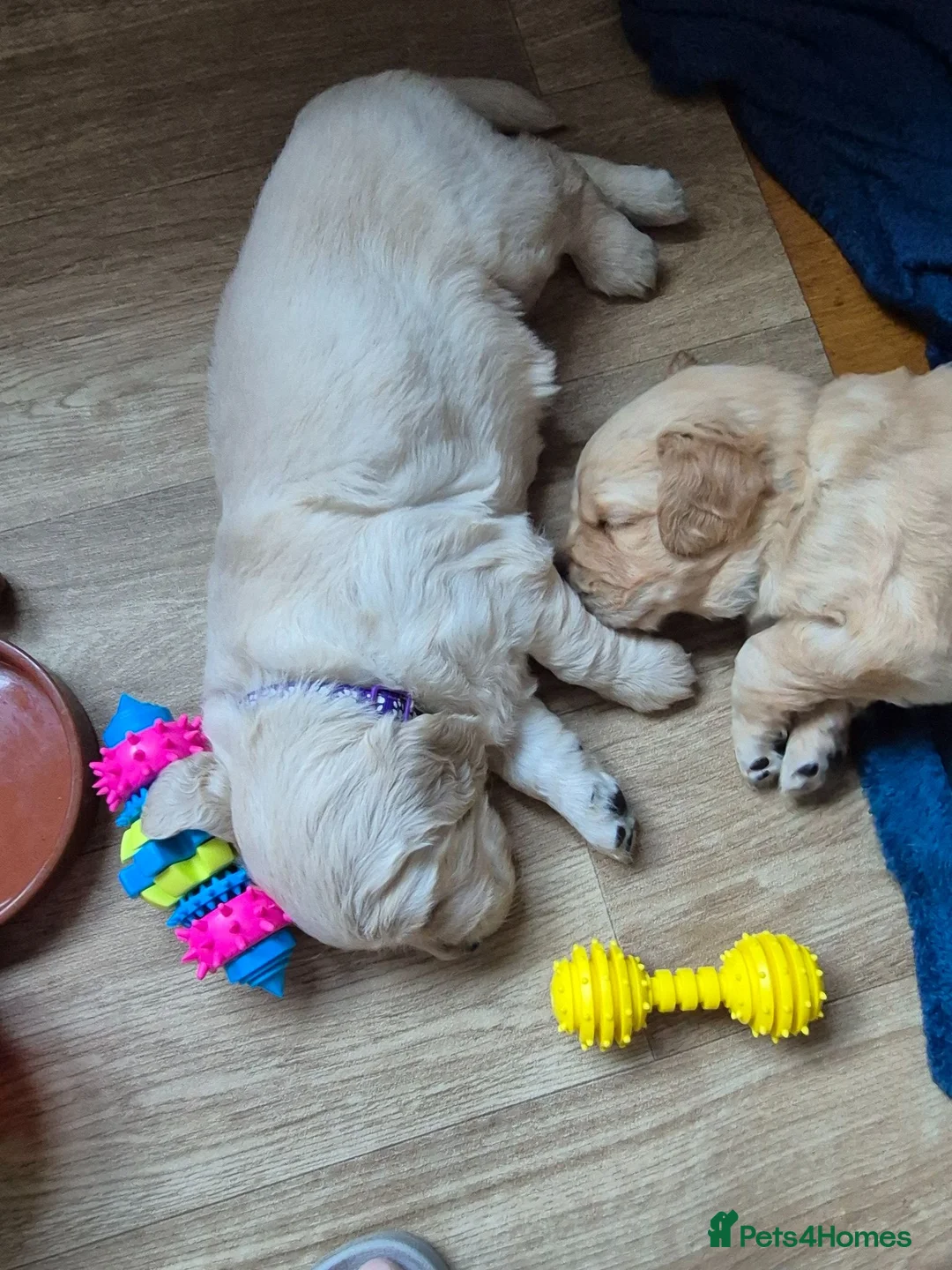 Golden Retriever dogs for sale: Golden Retriever Puppies for Loving Family Homes in Dorchester - Advert 16