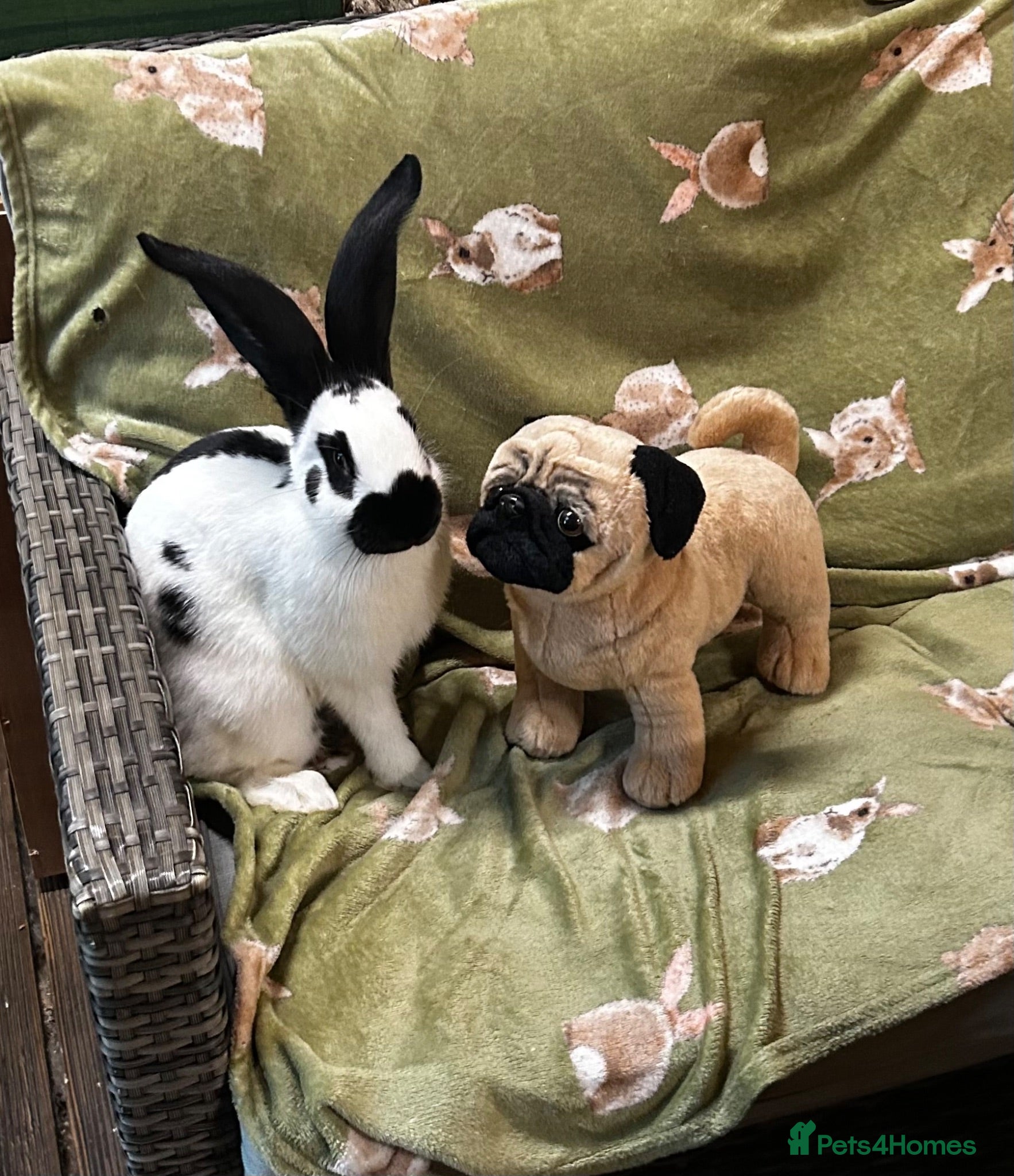 Continental Giant rabbits Gorgeous  Giant Papillon Babies - Advert 1